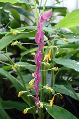 Globba marantina