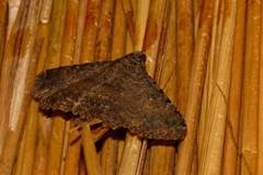 Polydesma umbricola