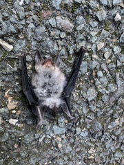 Myotis