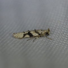 Coleotechnites atrupictella