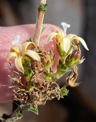 Wahlenbergia neorigida