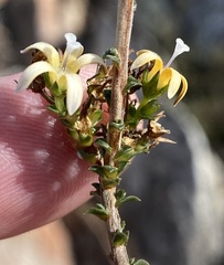 Wahlenbergia neorigida