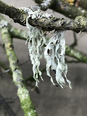 Ramalina subleptocarpha