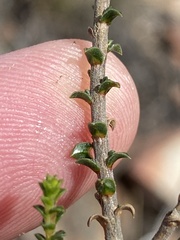 Wahlenbergia neorigida
