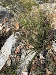 Wahlenbergia neorigida