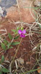 Polygala amatymbica
