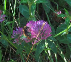 Bombus borealis