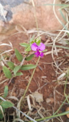 Polygala amatymbica