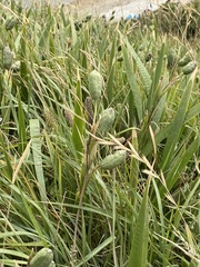 Iris foetidissima