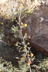 Vachellia pacensis