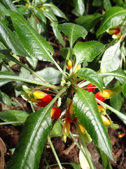 Impatiens niamniamensis