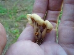 Cudonia