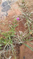 Polygala amatymbica