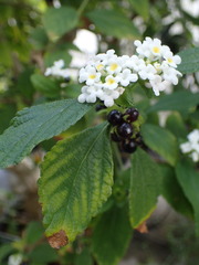 Lantana hirta