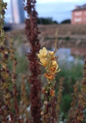 Verbascum chaixii