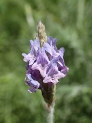 Lavandula minutolii