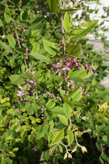 Lespedeza maximowiczii
