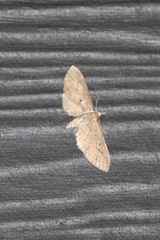 Eupithecia unicolor