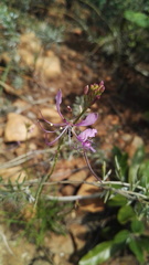 Cleome maculata