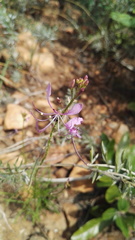 Cleome maculata