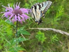 Papilio canadensis × glaucus