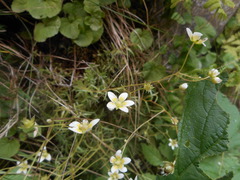 Saxifraga aspera