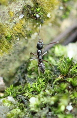 Brachyponera chinensis