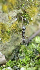 Brachyponera chinensis
