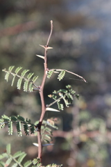 Vachellia pacensis
