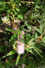 Mimosa polycarpa