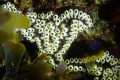 Botrylloides diegensis