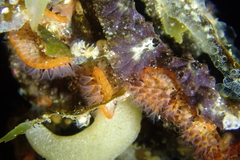 Watersipora subtorquata