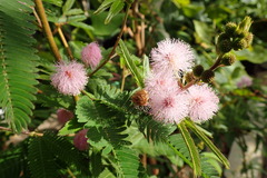Mimosa polycarpa
