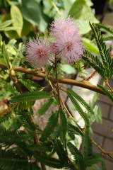 Mimosa polycarpa