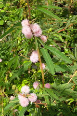 Mimosa polycarpa