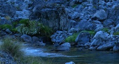 Hymenolaimus malacorhynchos