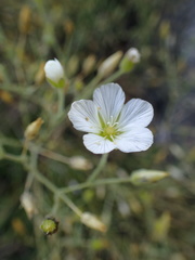 Cherleria capillacea