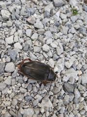 Dytiscus marginalis
