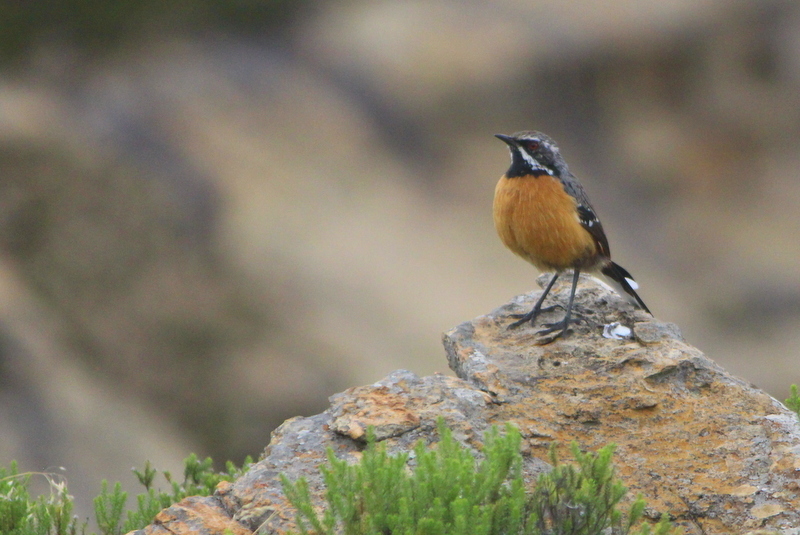Drakensberg Rockjumper