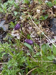 Silene uralensis
