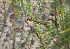 Sympetrum meridionale