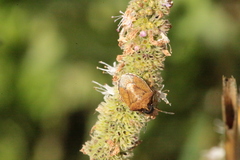 Rubiconia intermedia