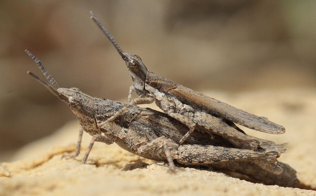 Pyrgomorpha bispinosa