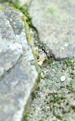 Brachyponera chinensis