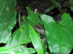 Craugastor laevissimus