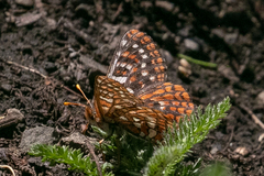 Euphydryas anicia