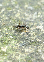 Brachyponera chinensis