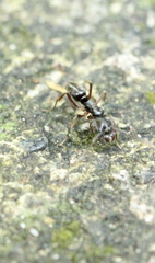 Brachyponera chinensis