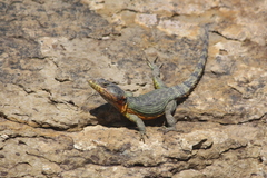 Pseudocordylus subviridis