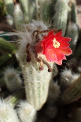 Oreocereus doelzianus